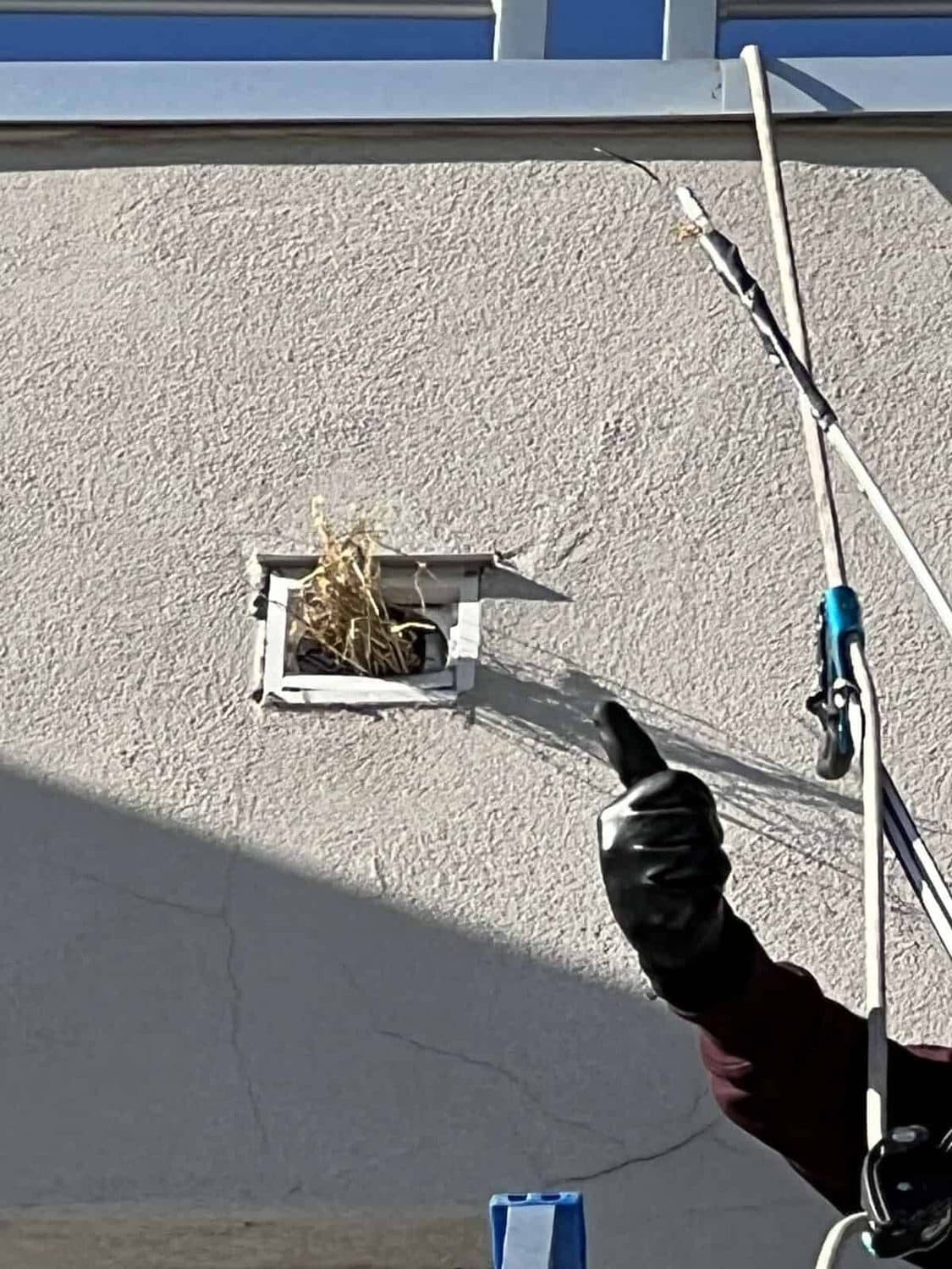 A wildlife technician on a rope line pointing to dry nesting material packed into an exterior wall vent