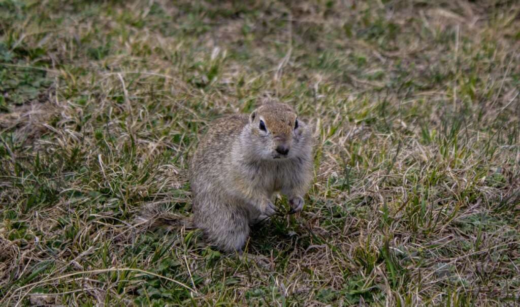 A ground squirrel sitting up in dry grass, one of the burrowing animals often mistaken for a pocket gopher
