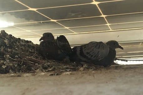 Two pigeons sitting on a nest of twigs and droppings in the gap beneath a rooftop solar panel