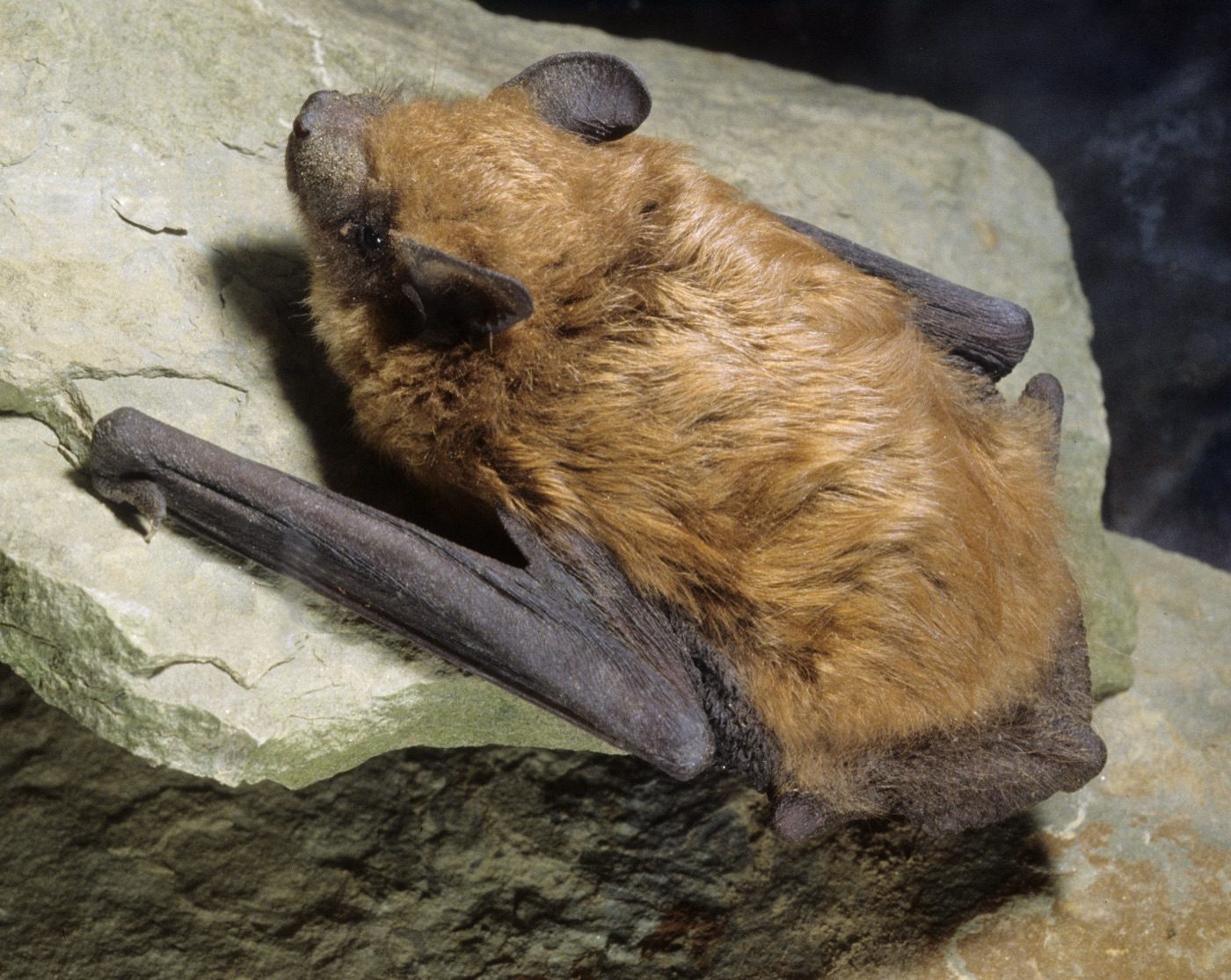 Big Brown Bat (Eptesicus fuscus)