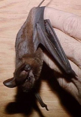 Big Free-tailed Bat (Nyctinomops macrotis)