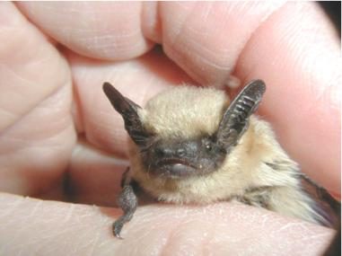 Canyon Bat (Parastrellus hesperus)