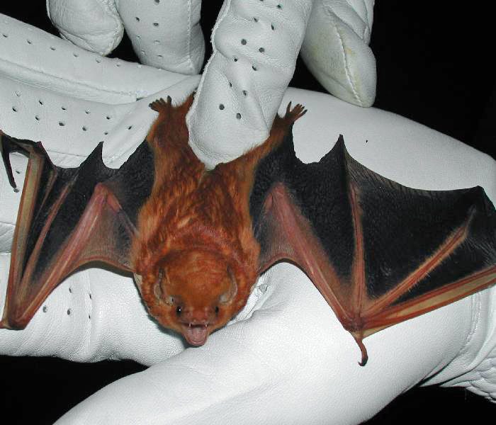 Colorado bat, Genesee bat removal