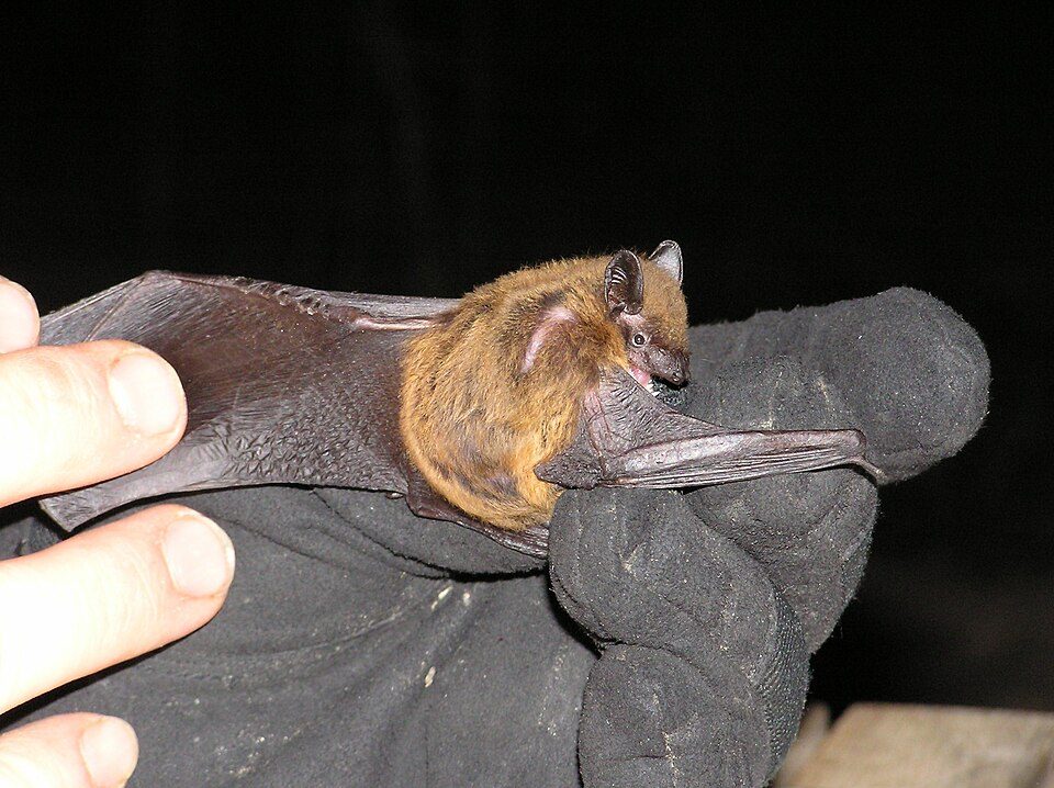 Colorado bat, Edwards bat removal