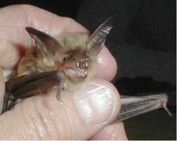 Fringed Myotis (Myotis thysanodes)