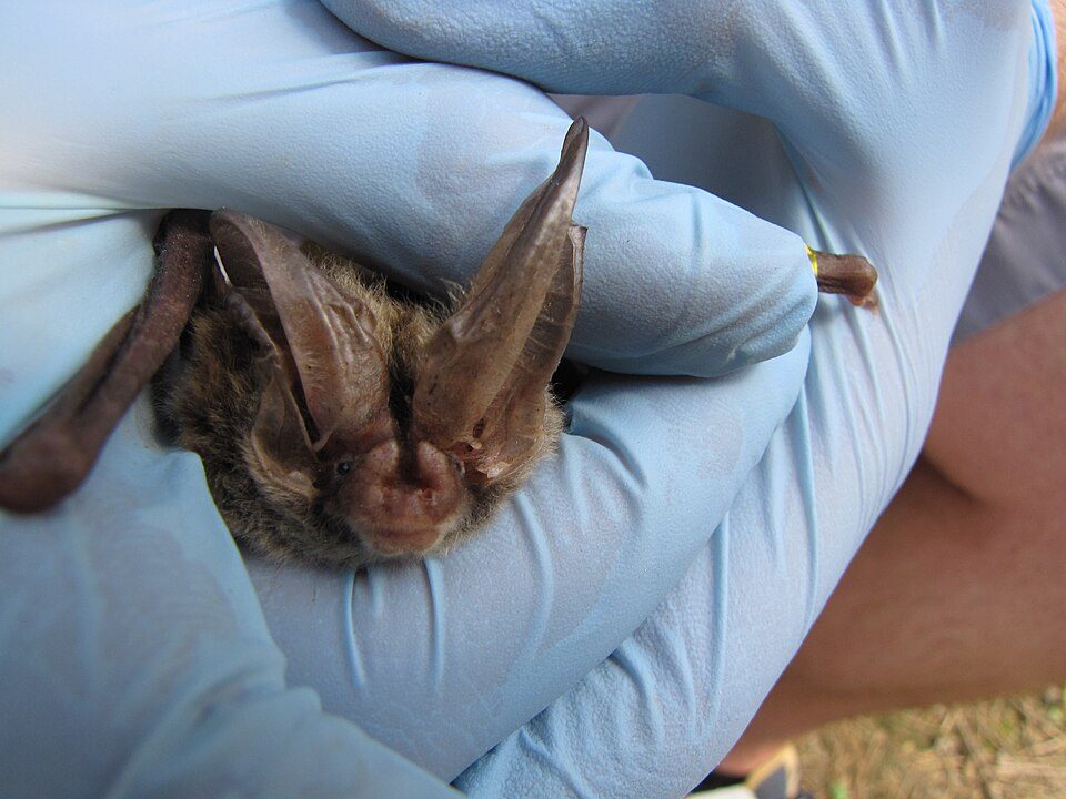 Townsend's Big-eared Bat (Corynorhinus townsendii)