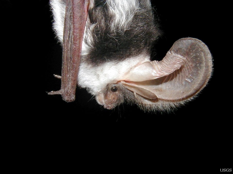 Spotted Bat (Euderma maculatum)