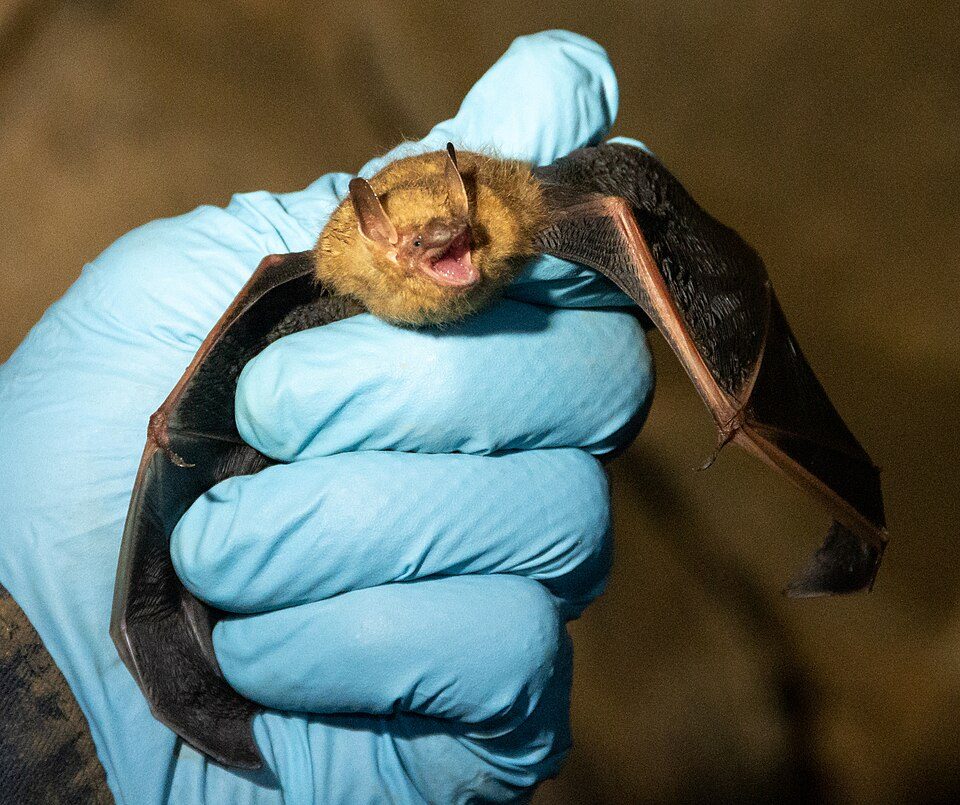 Colorado bat, Copper Mountain bat removal
