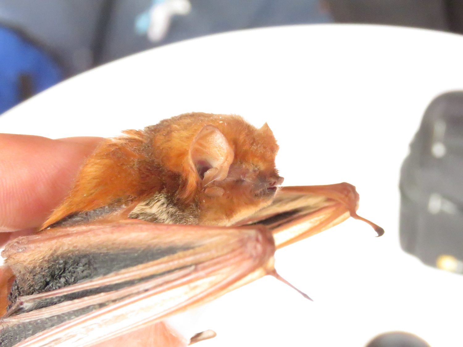 Western Red Bat (Lasiurus blossevillii)