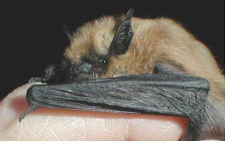 Western Small-footed Myotis (Myotis ciliolabrum)