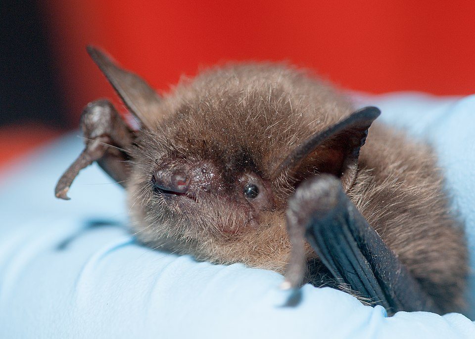 Yuma Myotis (Myotis yumanensis)