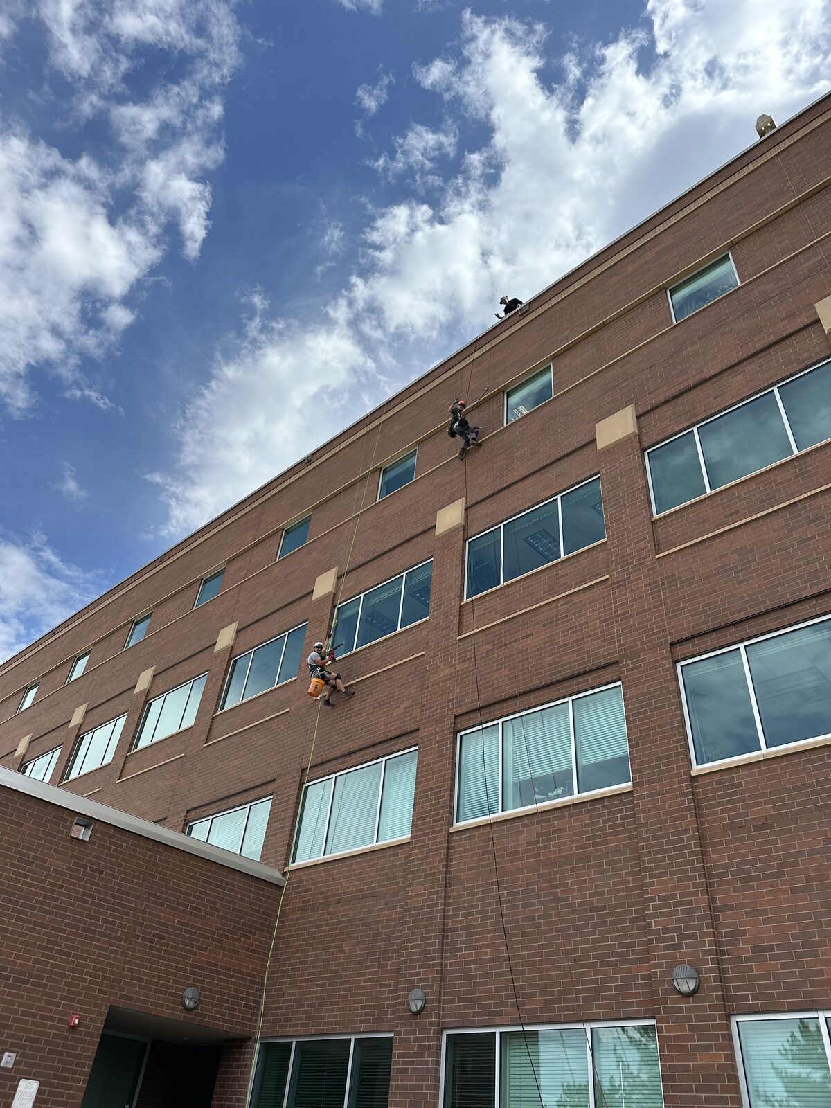 Commercial Bat Removal