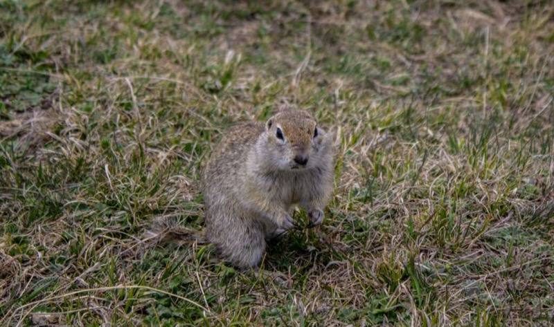 Gopher & Vole Removal
