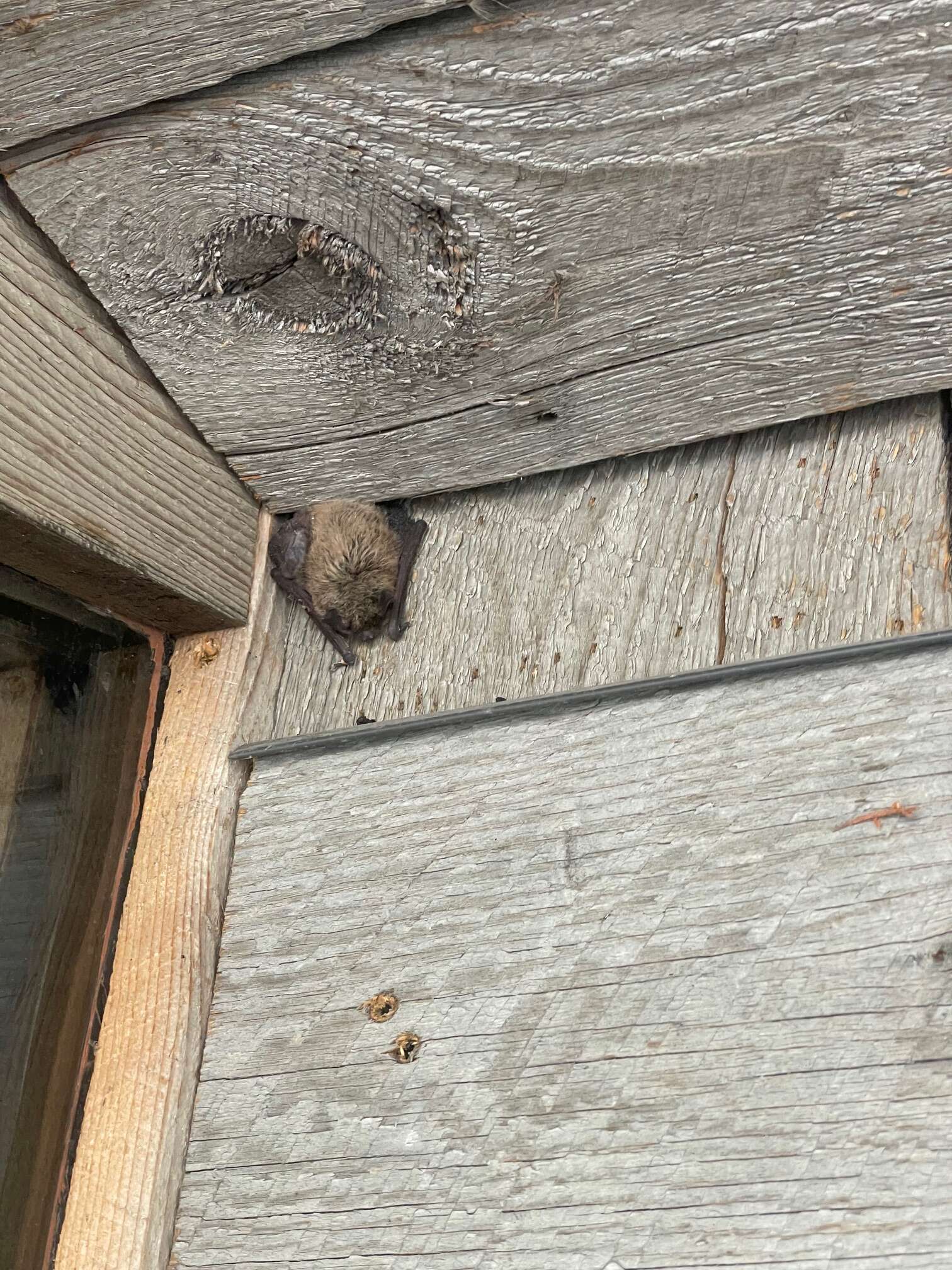 Hanging bat in Colorado home - humane bat removal service Oak Creek