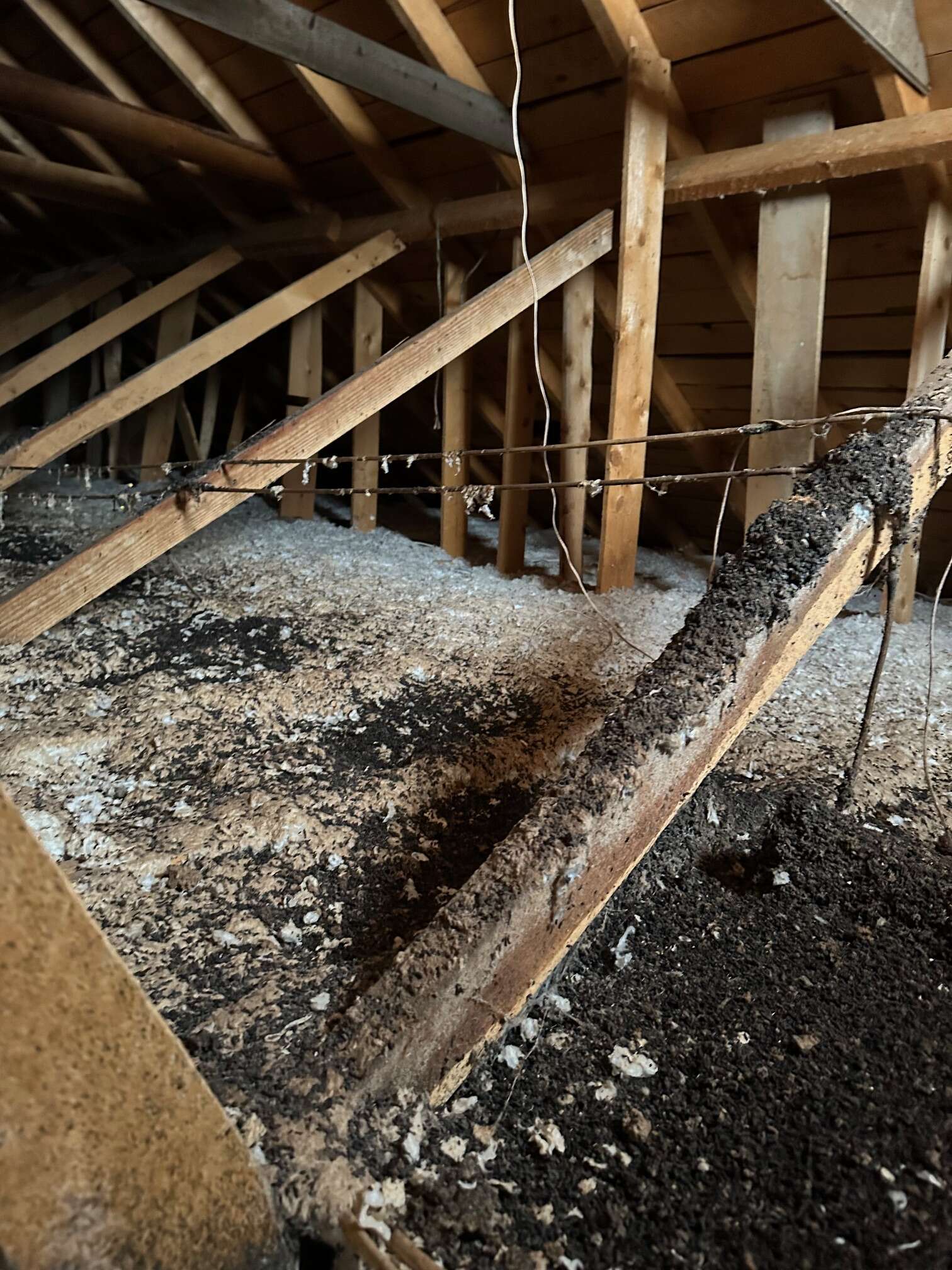 Bat guano buildup in Colorado attic - professional guano cleanup service Oak Creek