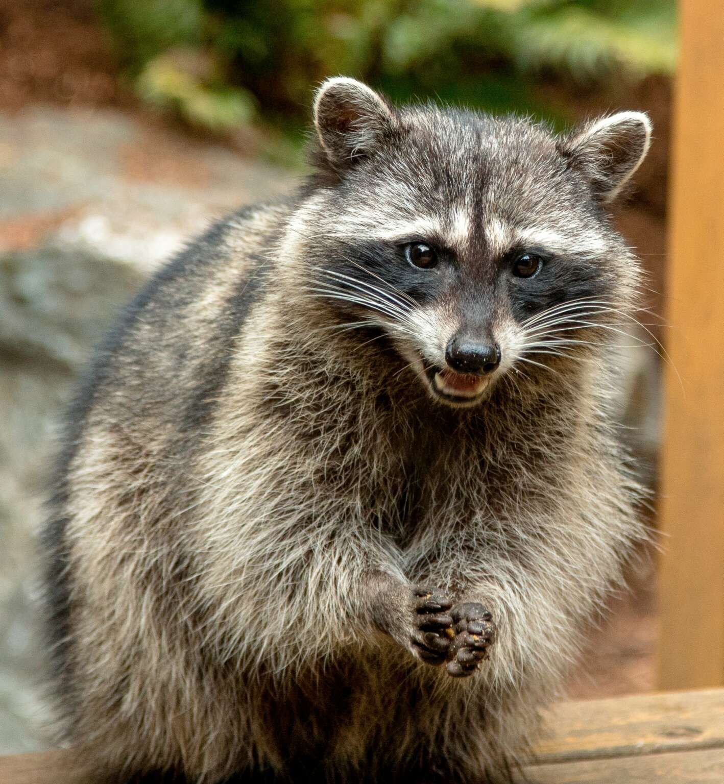 Minturn raccoon removal specialist inspecting Eagle County property