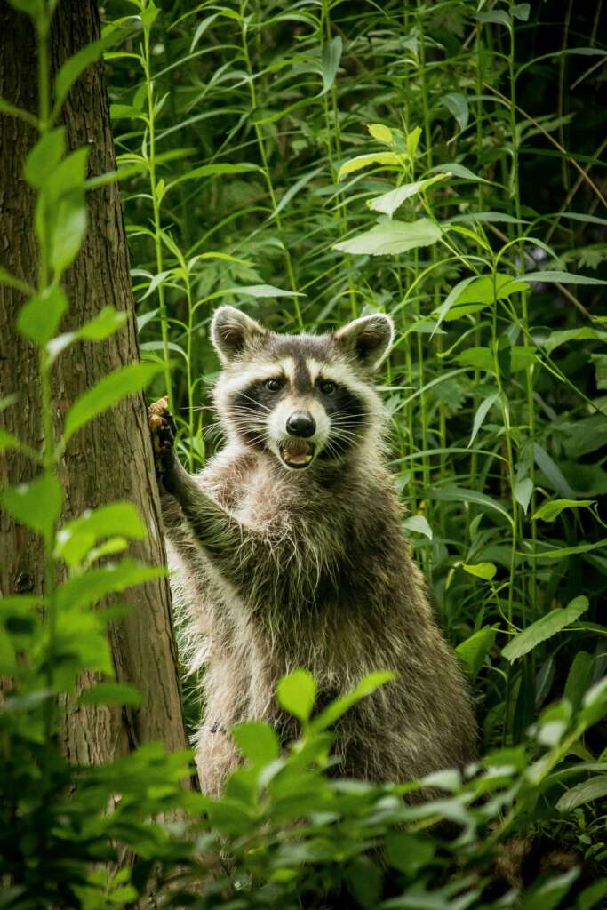 raccoon