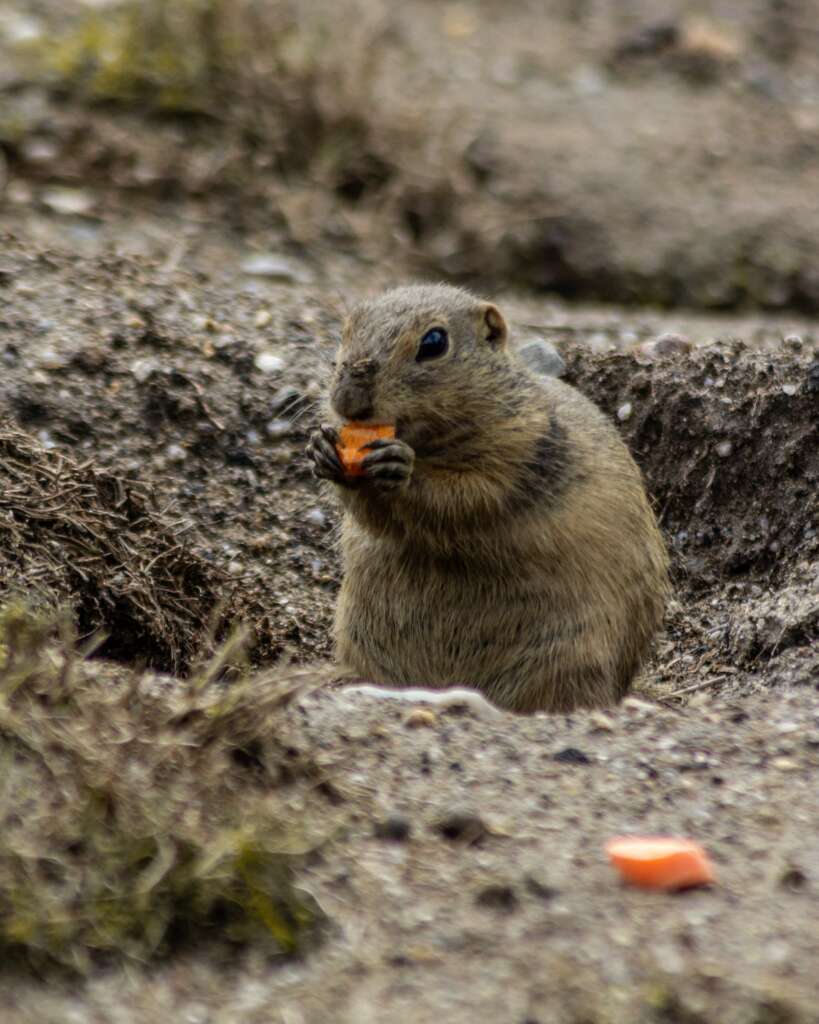 gopher