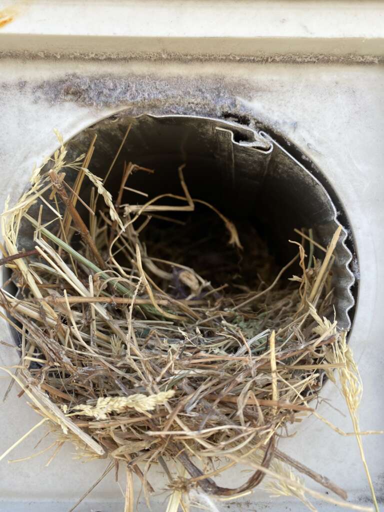 Bird Nest Dryer Vent Removal